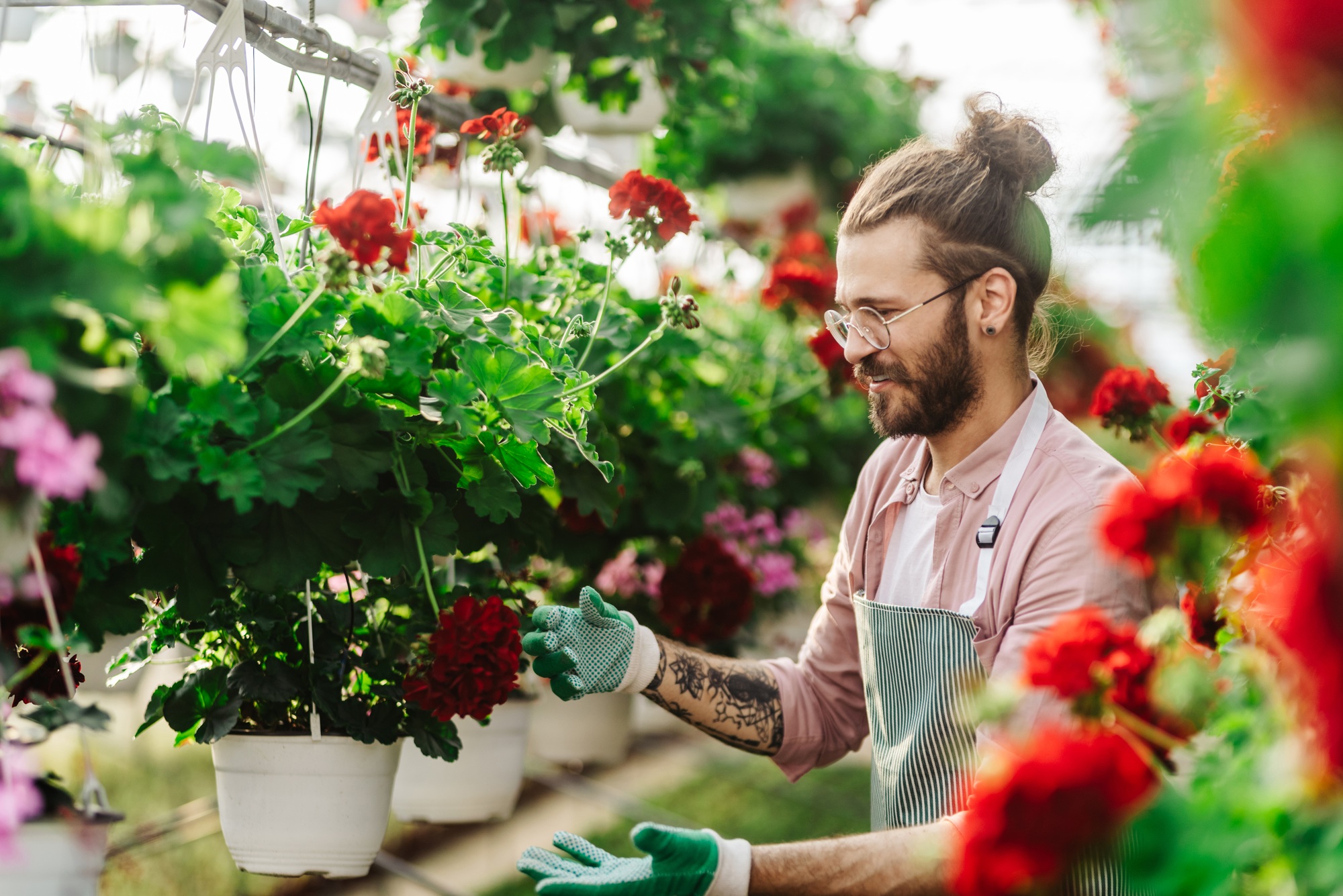 Gardener working in a greenhouse
