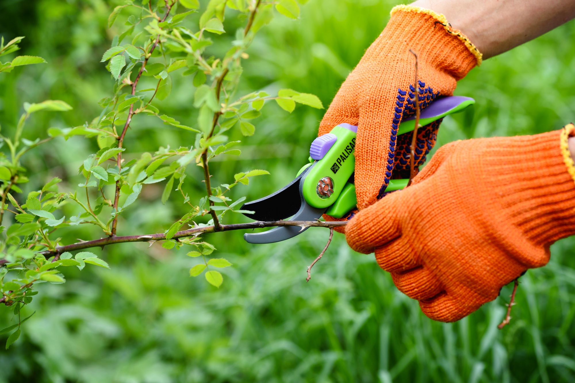 Gardening tools usage and training