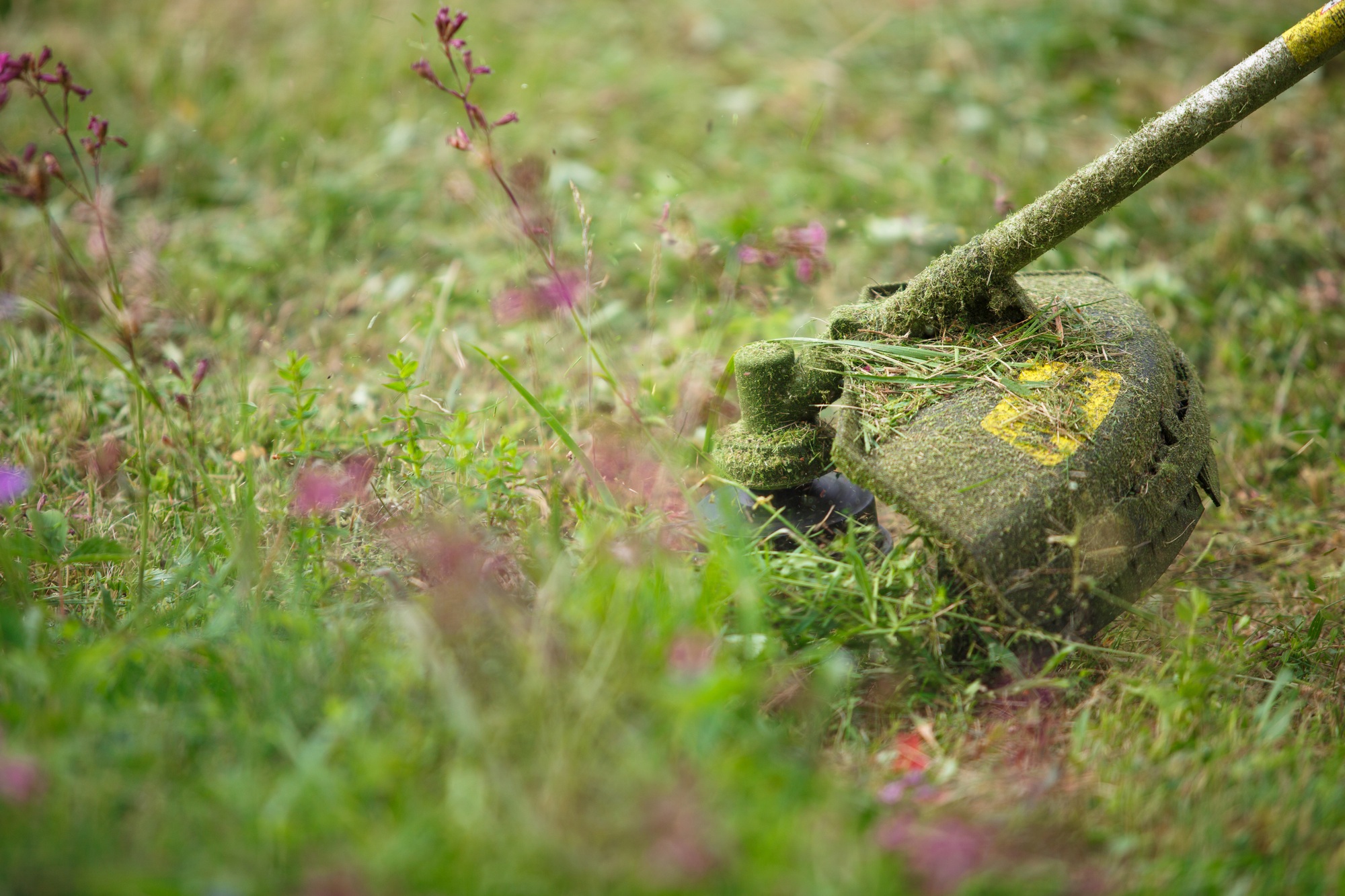 Strimmer used to mow hedgerow